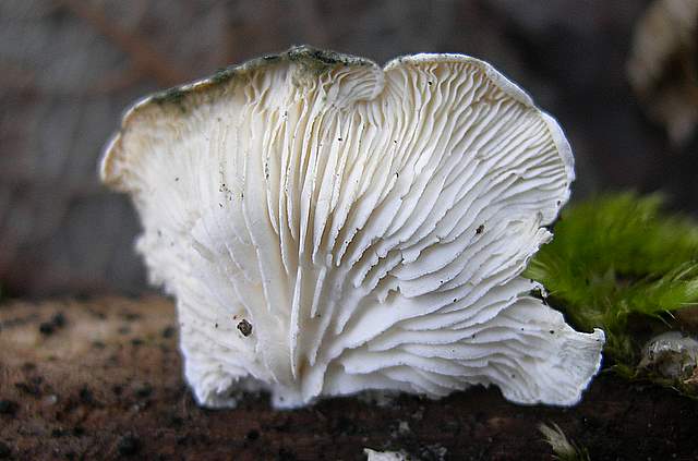 I  Funghi  dopo  l''Uragano